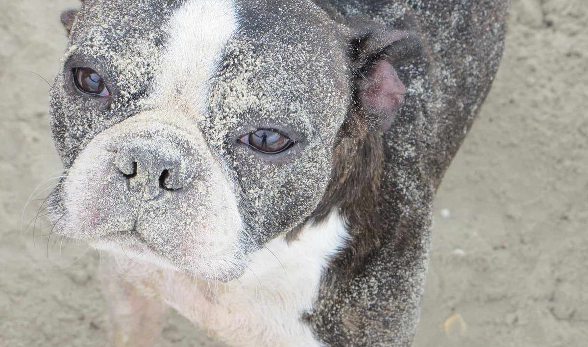 Boston Terrier Fur Loss