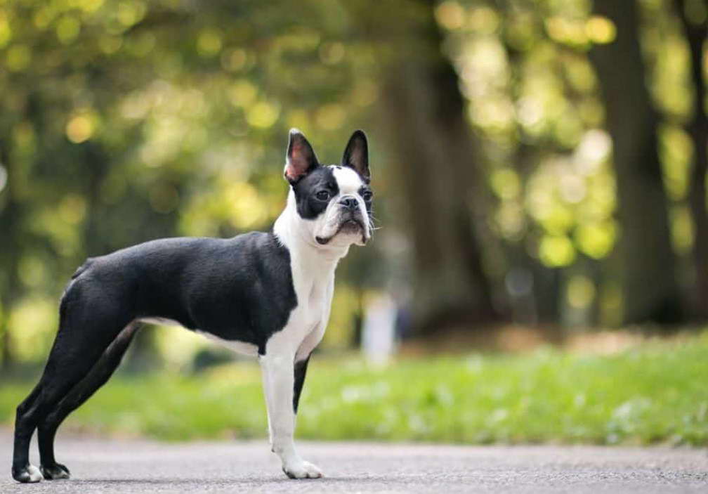 Boston Terrier Grooming Needs