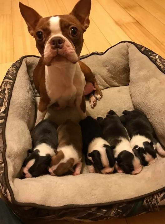 Boston Terrier How Many Puppies In A Litter