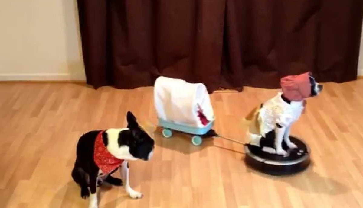 Boston Terrier On Roomba