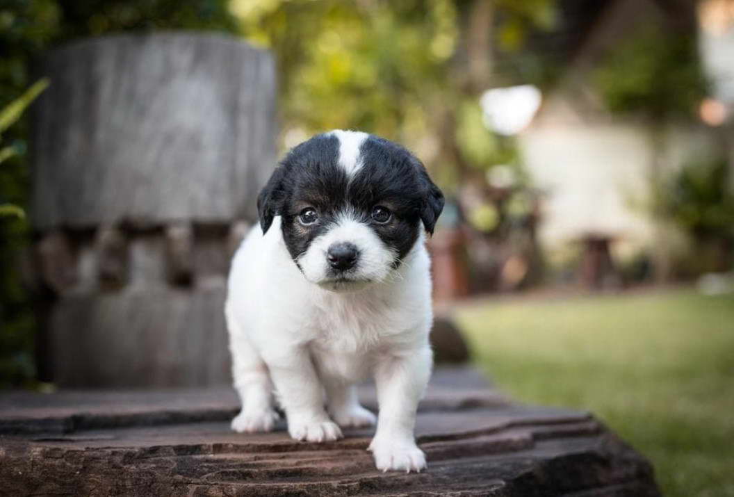 Boston Terrier Poodle Puppies