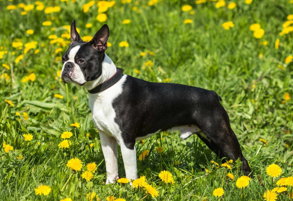 Boston Terrier Precio Argentina