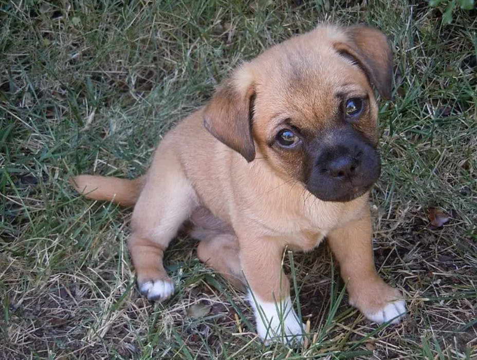 Boston Terrier Pug Jack Russell Mix