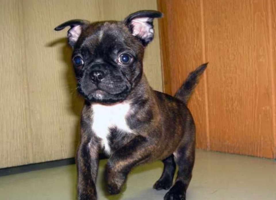 Boston Terrier Pug Mix Bug