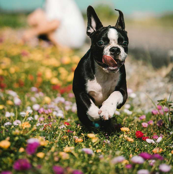 Boston Terrier Puppies Arkansas