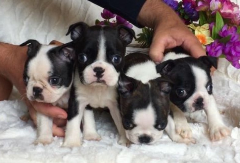 Boston Terrier Puppies Atlanta Georgia