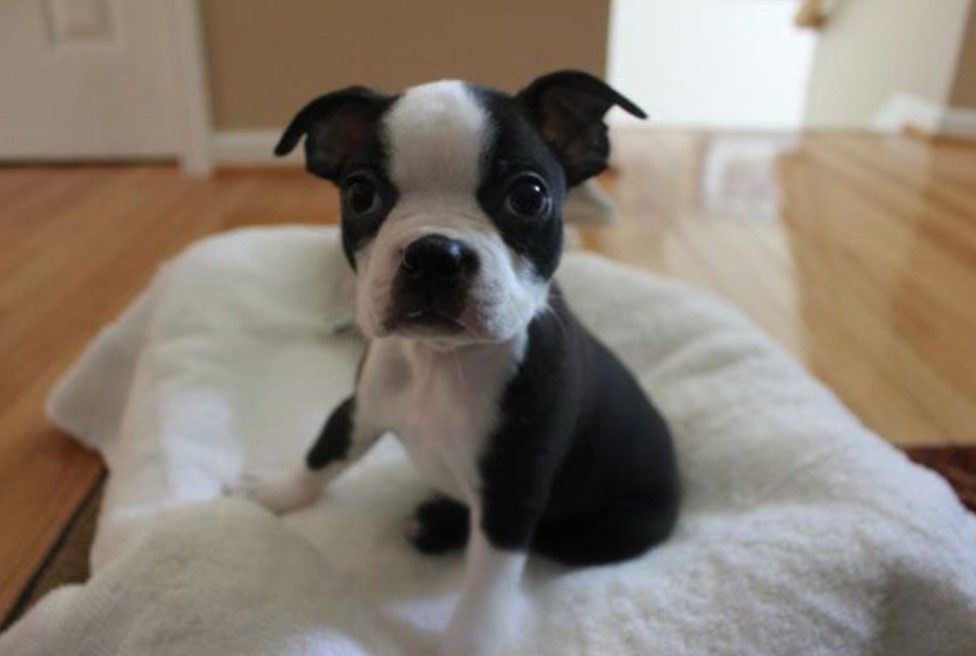 Boston Terrier Puppies Baltimore