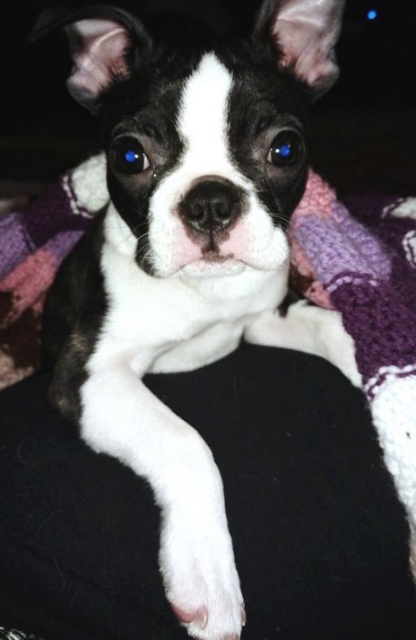 Boston Terrier Puppies Dc