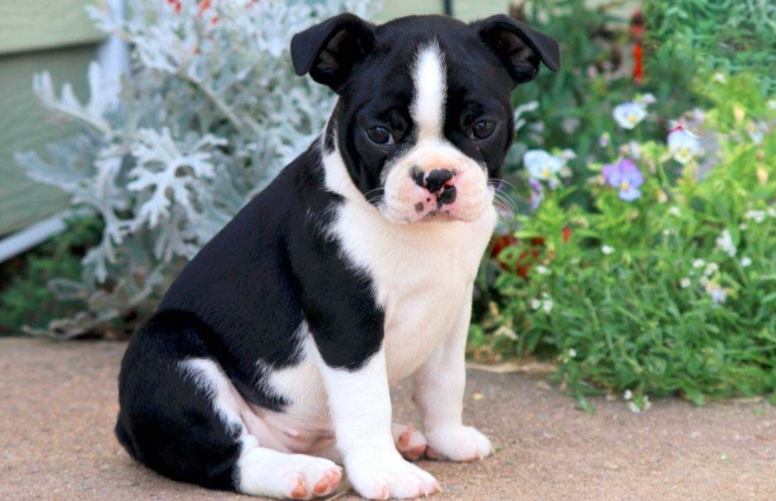 Boston Terrier Puppies East Texas