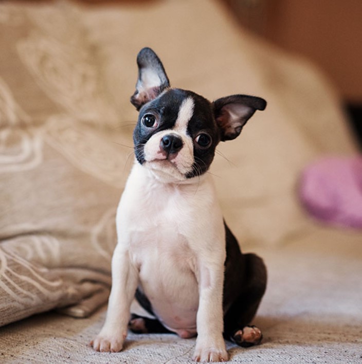 Boston Terrier Puppies For Adoption In Texas