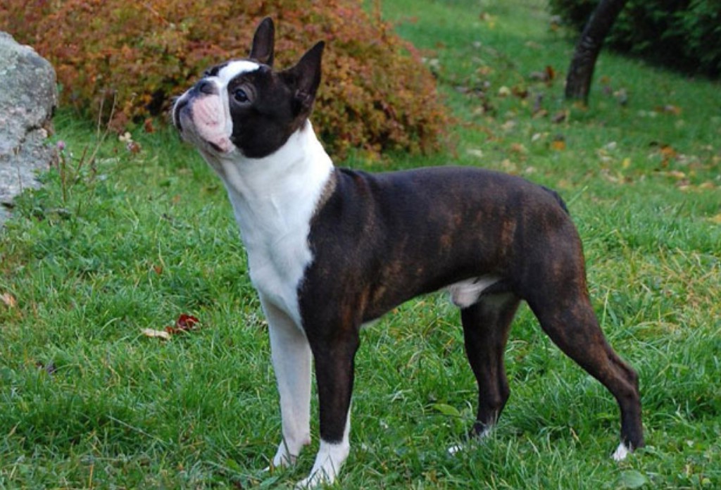 Boston Terrier Puppies For Sale Atlanta Georgia