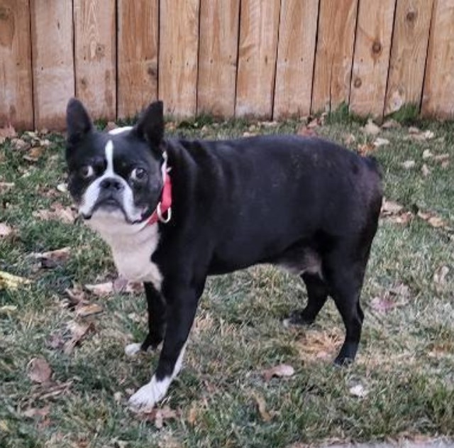 Boston Terrier Puppies For Sale Denver Co