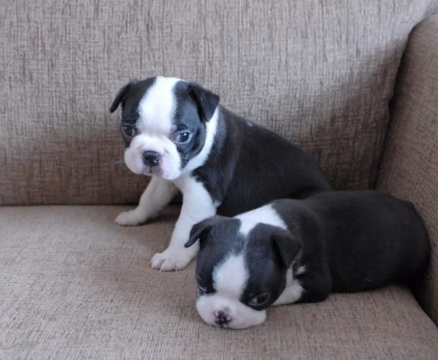 Boston Terrier Puppies For Sale El Paso Tx