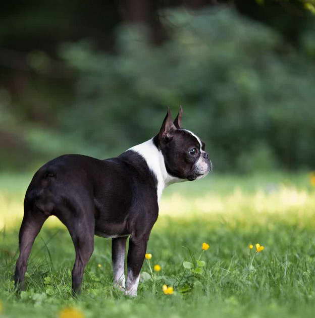 Boston Terrier Puppies For Sale Fort Wayne Indiana