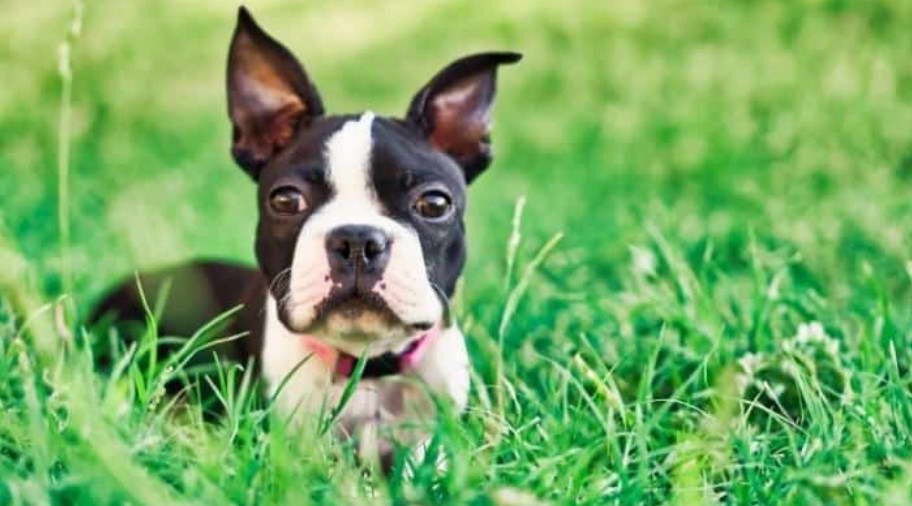 Boston Terrier Puppies For Sale Greenville Nc