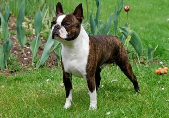 Boston Terrier Puppies For Sale In Canada