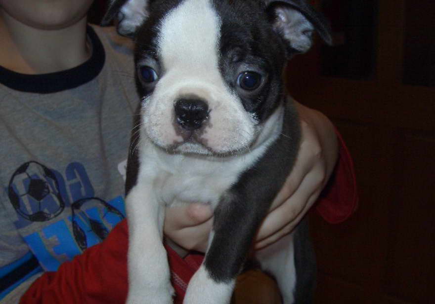 Boston Terrier Puppies For Sale Ireland