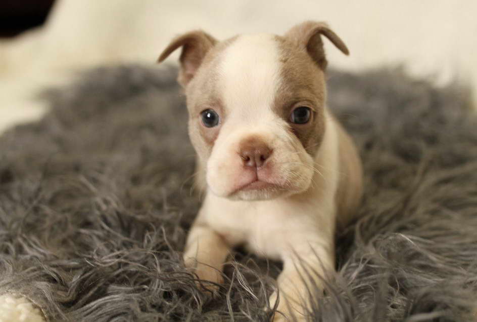 Boston Terrier Puppies For Sale Louisville Ky