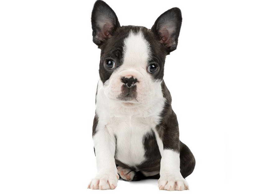 Boston Terrier Puppies For Sale Lubbock Texas