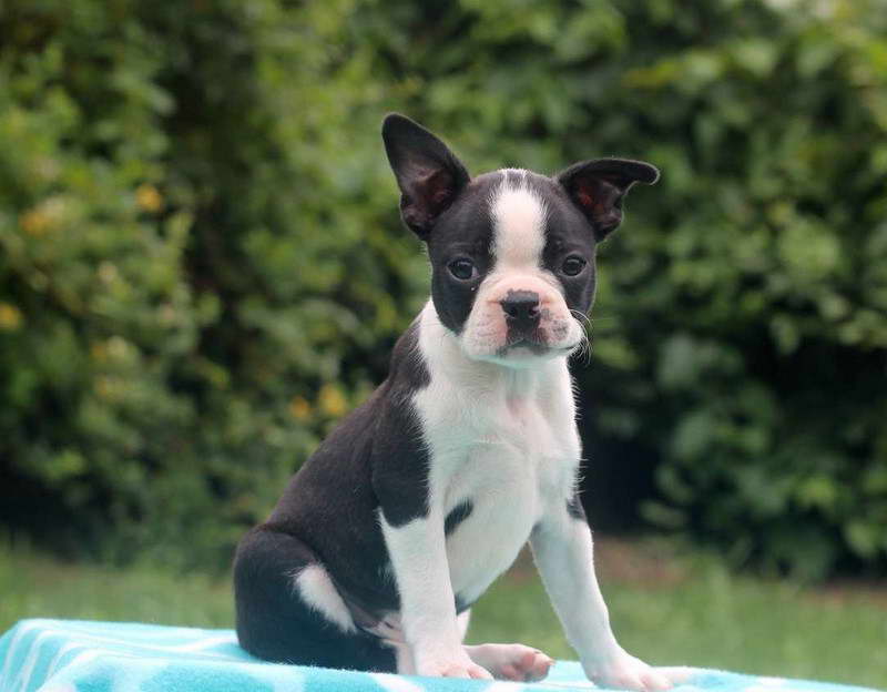 Boston Terrier Puppies For Sale Near Pittsburgh Pa