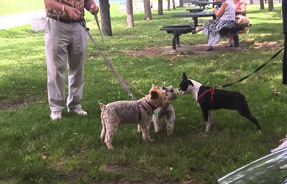 Boston Terrier Schnauzer