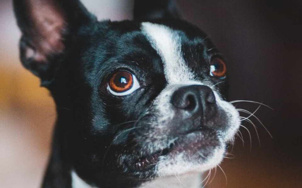 Boston Terrier Scooting