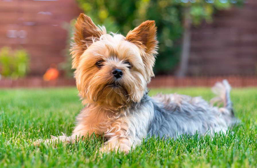 Yorkshire Terrier Dallas