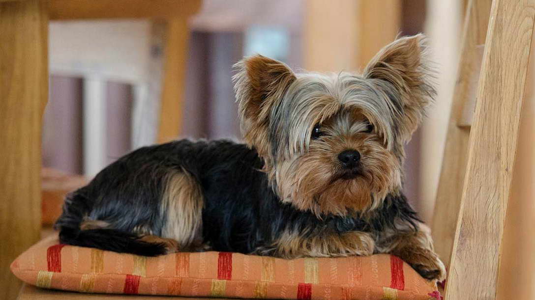 Yorkshire Terrier Dog Names Female