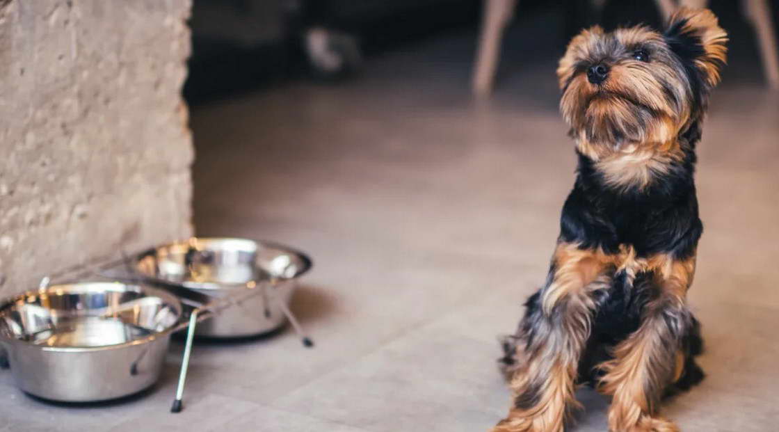 Yorkshire Terrier Eating Poop