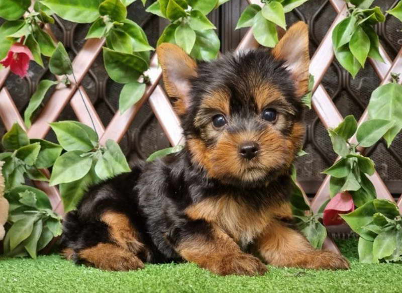 Yorkshire Terrier For Sale Australia