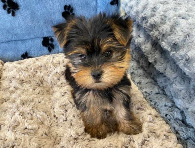 Yorkshire Terrier For Sale In Maine