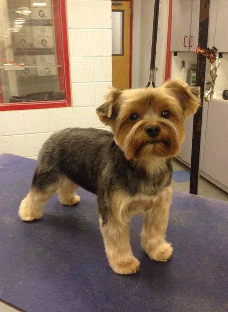 Yorkshire Terrier Hairstyles