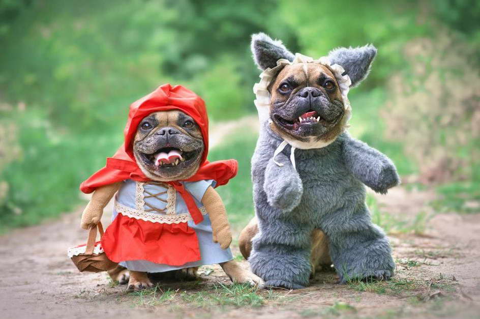 Yorkshire Terrier Halloween Costumes