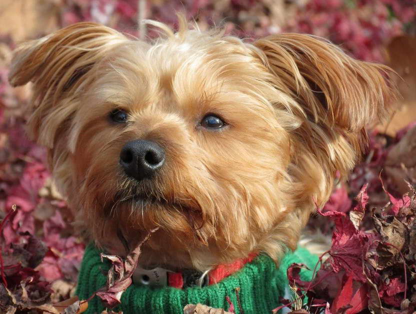 Yorkshire Terrier Maltese Poodle