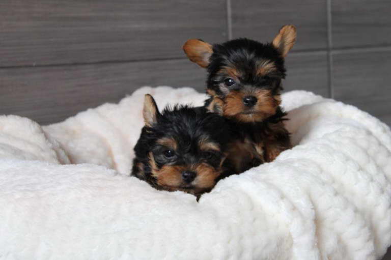 Yorkshire Terrier Miniatura Bogota