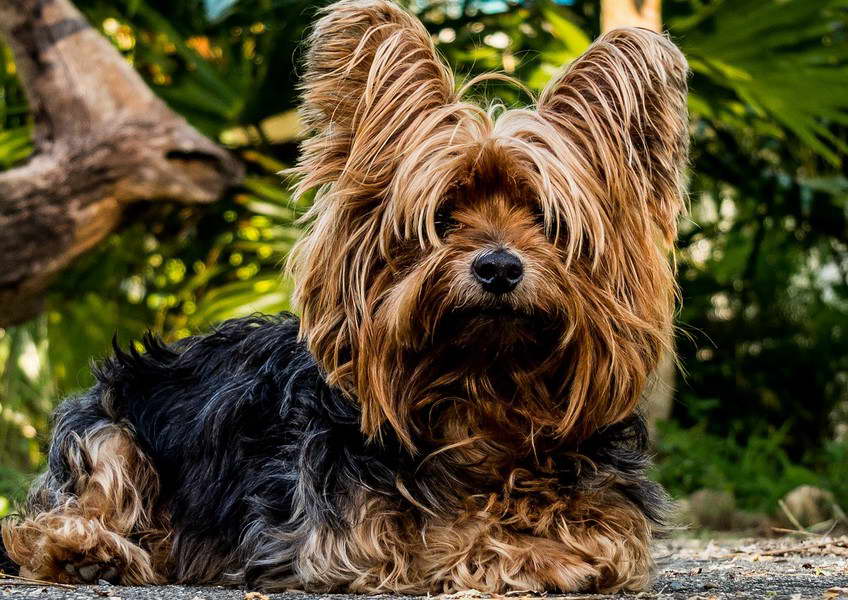 Yorkshire Terrier Price In South Africa