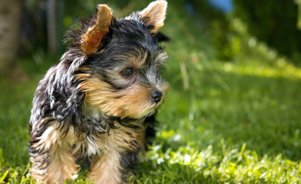 Yorkshire Terrier Prix