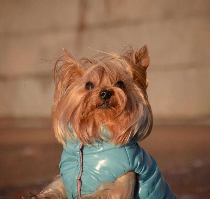 Yorkshire Terrier Pros And Cons