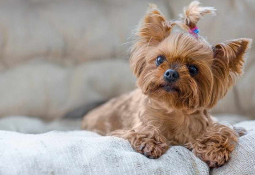 Yorkshire Terrier Puppies For Sale In Virginia Beach