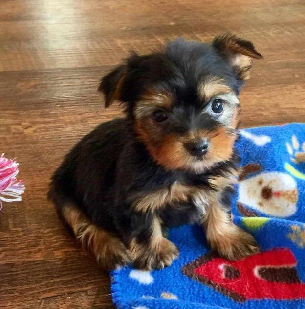 Yorkshire Terrier Puppies Nc