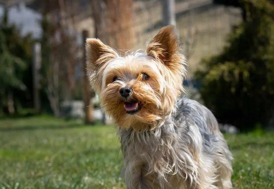 Yorkshire Terrier Puppies Price Philippines