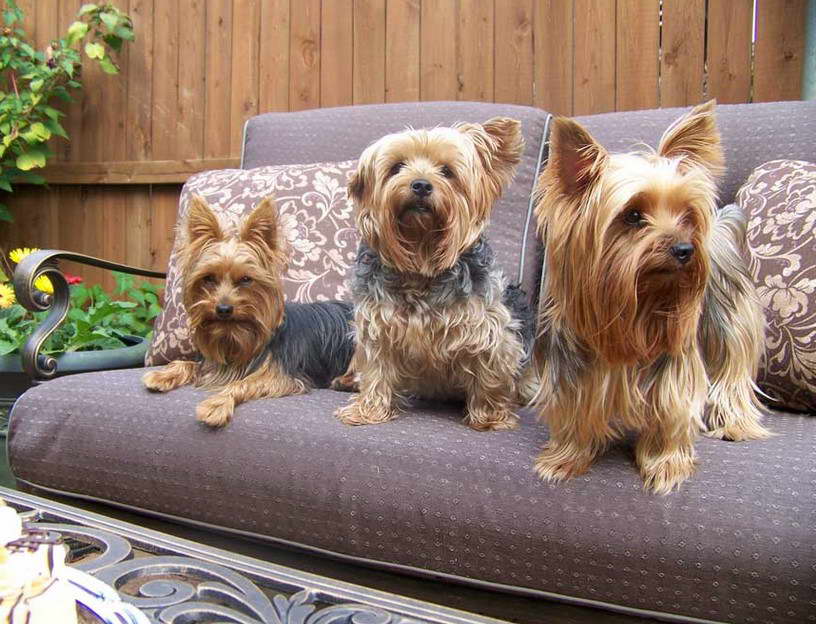 Yorkshire Terrier Rescue Dallas