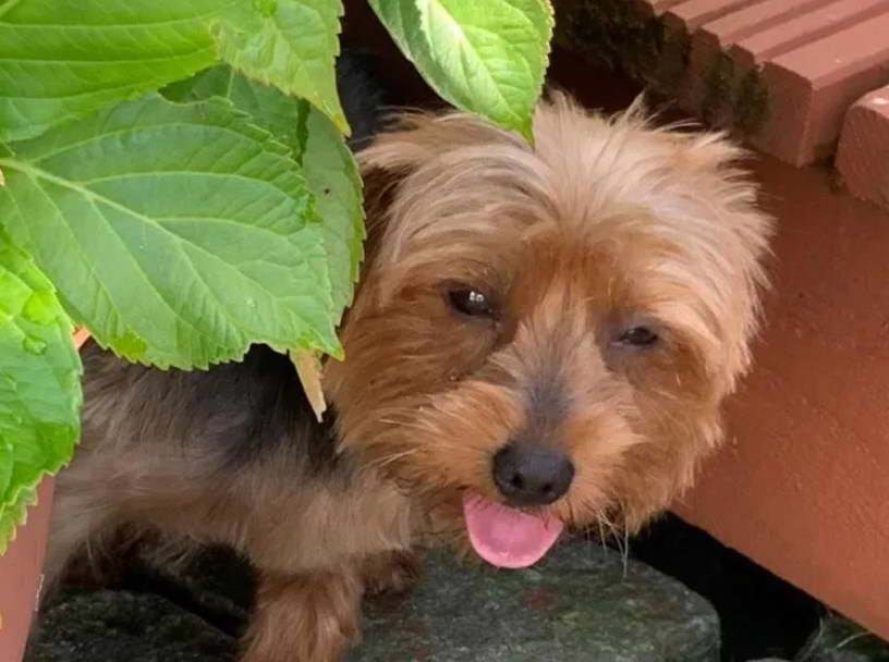 Yorkshire Terrier Rescue South Africa