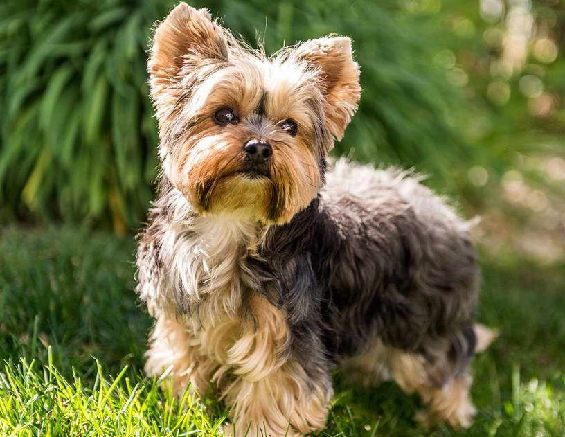 Yorkshire Terrier Rescue Southern California