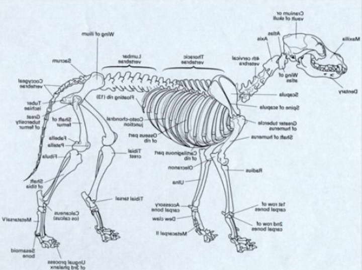 Yorkshire Terrier Skeleton