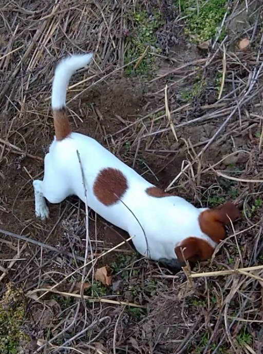 Hunt Terrier Fearless