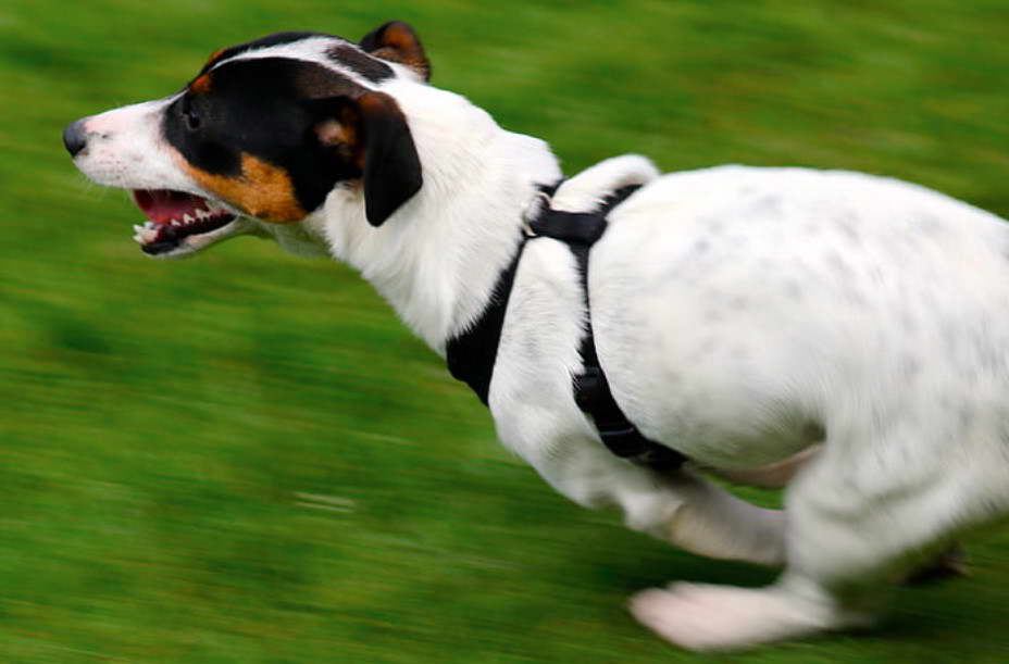 Hunt Terrier High energy levels