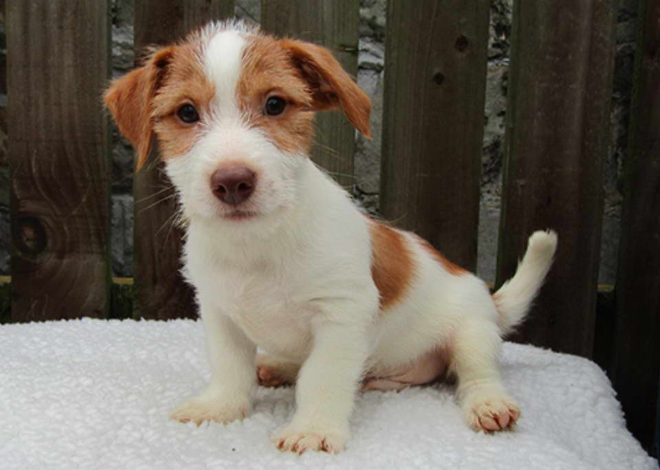 Jack Russell Terriers For Sale Adoption Center