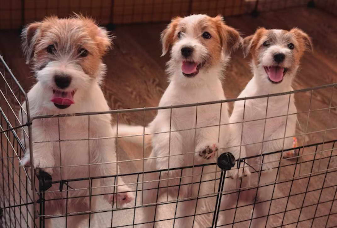 Jack Russell Terriers For Sale Breeding Programs