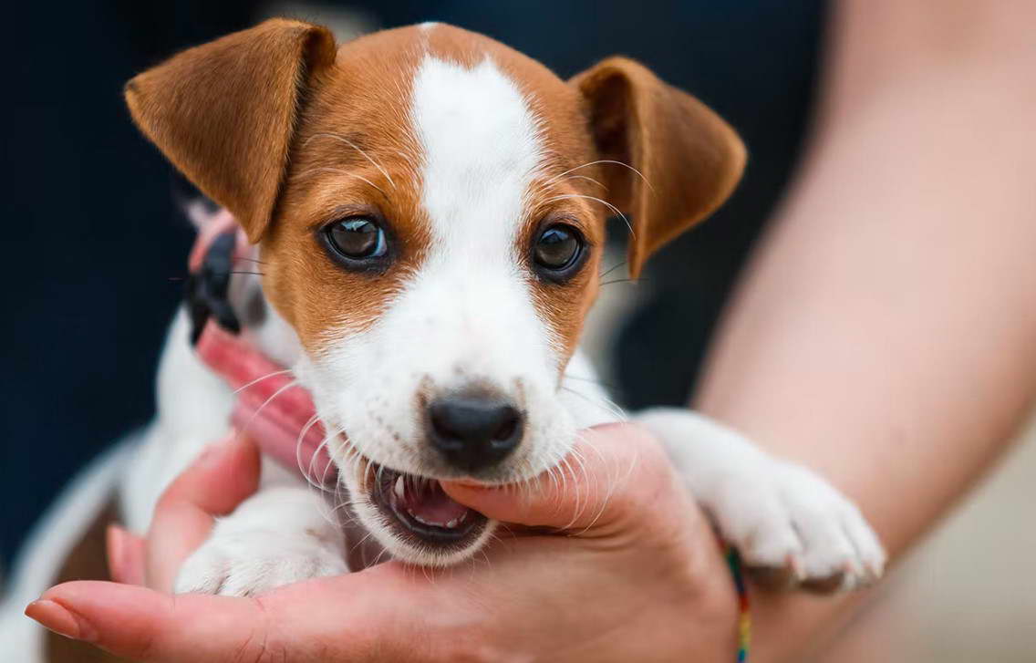 Jack Russell Terriers For Sale Pet Stores